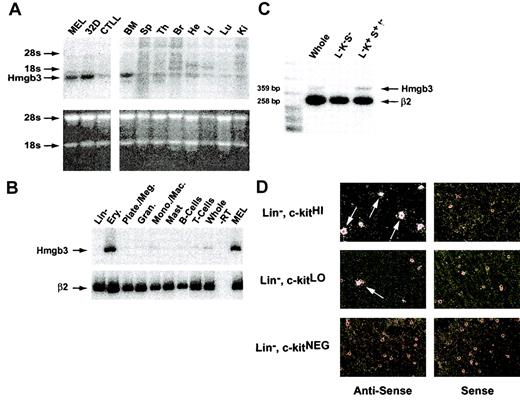 Figure 2. Hmgb3 mRNA levels in adult mouse tissues. (A) Northern blot analysis of Hmgb3 expression in adult mouse tissues. Top: Northern blot analysis of Hmgb3 expression in MEL, 32D cell lines, and CTLLs (left) and in adult mouse bone marrow (BM), spleen (Sp), thymus (Ty), brain (Br), heart (He), Liver (Li), Lung (Lu), and Kidney (Ki) (right). Signals corresponding to Hmgb3 mRNA and location of 18s and 28s rRNAs are indicated by arrows. The 3′ untranslated region was used as a probe (yellow bar, Figure 3, middle panel). Bottom: analysis of RNA loading and integrity. 15 μg RNA was loaded onto an agarose gel and stained with ethidium bromide following electrophoresis. (B) RT-PCR analysis of adult mouse bone marrow populations. RT-PCR analysis of bone marrow populations sorted by lineage: lineage-depleted cells, erythroid cells, platelets/megakaryocytes, granulocytes, monocytes/macrophages, mast cells, B cells, T cells, and whole bone marrow. Signals corresponding to Hmgb3 expression are indicated by black arrows. RT-PCR performed without RT (–RT) was used for a negative control. MEL RNA served as a positive control for Hmgb3 expression. β2-microglobulin (β2) was used for an internal control. (C) Semiquantitative duplex RT-PCR analysis of whole, Lin–, c-kit+, Sca-1–(L–K–S–), and Lin–, c-kit+, Sca-1+, IL-7Rα– (L–K+S+I–) bone marrow cells. Hmgb3 mRNA levels were quantified within the linear range of amplification by densitometry and normalized to β2-microglobulin expression. Amplicon sizes are 359 bp and 258 bp for Hmgb3 and β2-microglobulin, respectively. (D) Hmgb3 mRNA in situ hybridization analysis. All analyses were performed on adult mouse lineage-depleted bone marrow cells sorted based on c-kit protein levels: c-kitHI (upper left), c-kitLO (middle left), and c-kitNEG (lower left). Hybridization was performed with the same probe used for Northern analysis. All antisense hybridizations were performed in tandem with sense control hybridizations (upper, middle, and lower right), and the silver grains visualized by dark field microscopy. Examples of cells positive for Hmgb3 mRNA are indicated by arrows. Original magnification, × 400.