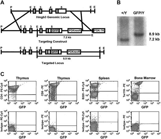 Figure 3. Generation and characterization of Hmgb3 knock-in mice. (A) Generation of Hmgb3 knock-in (Hmgb3-KI) mice by homologous recombination. Upper: diagram of Hmgb3 gene locus. Middle: targeting construct. An IRES-GFP cassette is inserted into the 3′ untranslated region of the Hmgb3 gene locus. Lower: Hmgb3 gene locus after recombination. (B) Screening of targeted TC1 ES cell clones. Representative Southern blot analysis of genomic DNA isolated from prospective clones digested with EcoRI. The wild-type Hmgb3 locus (+/Y) is contained on a 7.2-kb EcoRI fragment. Homologous recombination (GFP/Y) results in a hemizygous 8.9-kb EcoRI fragment. (C) Expression of Hmgb3-IRES GFP in Hmgb3-KI hematopoietic tissues. Representative results of FACS analysis performed on thymus, spleen, and bone marrow cells isolated from male Hmgb3-KI mice. Cells were stained with antibodies as described in “Materials and methods.” Upper panel: GFP expression in CD4-stained thymocytes, CD8-stained thymocytes, B220-stained splenocytes, and Ter119-stained bone marrow cells isolated from Hmgb3-KI mice. All other samples were negative for GFP expression. Lower panel: respective isotype controls.