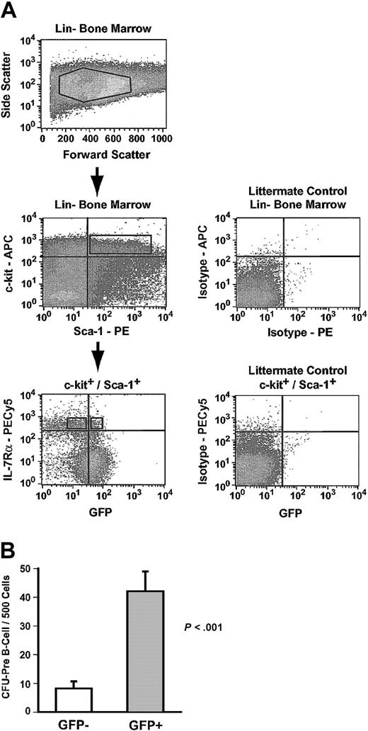 Figure 5. Common lymphoid progenitors express Hmgb3. (A) Isolation of GFP+ and GFP– common lymphoid progenitors by flow cytometry. Upper: Lin– bone marrow isolated from Hmgb3-KI mice. Middle: c-kit and Sca-1 expression in Hmgb3-KI Lin– bone marrow (left). Cells positive for c-kit and Sca-1 were selected based on isotype staining of littermate control Lin– bone marrow cells (right). Lower: IL-7Rα and GFP profiles of c-kit+/Sca-1+ cells (left). Cells were separated into IL-7Rα+ and GFP+/– populations based on isotype staining of littermate control Lin– c-kit+, Sca-1+ bone marrow cells (Right). (B) Mean CFU–pre-B cell frequency in GFP– (n = 8, 66 colonies counted) and GFP+ (n = 7, 294 colonies counted) CLP populations. Values were determined by scoring pre–B cell colonies per 500 cells cultured. P values were determined by Student t test.