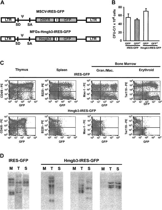 Figure 7. Overexpression of Hmgb3 impairs myeloid and B-lymphocyte differentiation. (A) Diagram of Hmgb3-IRES-GFP retroviral vector and the control MSCV MGirL22Y IRES-GFP vector. (B) Mean CFU-C numbers per 1 × 105 cells plated for control IRES-GFP vector GFP– (n = 4; 223 colonies counted) and GFP+ (n = 3; 150 colonies counted) populations and for Hmgb3-IRES-GFP GFP– (n = 6; 424 colonies counted) and GFP+ (n = 6; 0 colonies counted) populations. (C) Representative FACS analysis of peripheral blood from mice who received transplants of either control IRES-GFP vector-transduced marrow (top: n = 8) or Hmgb3-IRES-GFP–transduced bone marrow (bottom: n = 10). Thymocytes, splenocytes, and bone marrow cells were analyzed 16 weeks after transplantation for presence of GFP in T cells, B cells, granulocytes/monocytes/macrophages, and erythroid cells, respectively. Quadrants were drawn based on isotype controls similar to those in Figure 3C. (D) Representative Southern blot analysis of genomic DNA isolated from bone marrow (M), thymus (T), and spleen (S) tissues from control GFP and Hmgb3-IRES-GFP mice 16-weeks after transplantation. 10 μg DNA were digested with EcoRI and loaded into each lane. Hybridization was performed with a probe that recognizes the GFP gene.