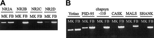 Figure 1. RT-PCR analysis of molecular components associated with the NMDA receptor complex. (A) mRNA expression of NR2A and NR2D was identified in primary human megakaryocytes (MK), while NR2B and NR2C were expressed only by forebrain-positive controls (FB). (B) RT-PCR also identified expression of NMDA-associated proteins Yotiao and PSD-95 by megakaryocytes, but not chapsyn-110, CASK, MALS, or SHANK.