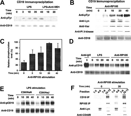 Figure 3. CD19 tyrosine phosphorylation induced by LPS stimulation and anti-RP105 ligation. (A-B) Wild-type A20 cells were incubated with (A) LPS or (B) anti-RP105 Abs for the indicated times or anti-IgG Abs for 3 minutes. In panel A, cells pretreated with anti–MD-1 Abs were also assessed. Proteins immunoprecipitated by anti-CD19 were fractionated by SDS-PAGE and transferred onto nitrocellulose for subsequent antiphosphotyrosine (pTyr), anti-Lyn, anti-Vav, anti–PI 3-kinase, and anti-CD19 immunoblotting. (C) CD19 phosphorylation levels were quantified with background and maximum phosphorylation levels defined as 0% and 100%, respectively (mean % ± SEM). (D) Splenic B cells from a C57BL/6 mouse were incubated with LPS, anti-RP105, or anti-IgM Abs for indicated times. Cell lysates were subjected to SDS-PAGE and transferred onto a membrane for anti-phosphoCD19 immunoblotting. The membrane was reprobed with anti-CD19 Abs. (E) Splenic B cells from C3H/HeN and C3H/HeJ mice were incubated with LPS and processed as in panel D. (F) Lipid rafts were isolated by lysis of cells in 0.05% Triton X-100 at 4°C and flotation on a discontinuous sucrose gradient. Fractions were collected and subjected to CD19 or RP105 immunoprecipitation and SDS-PAGE. Fractions 4 to 6 and 10 to 12 represent the raft containing fractions and the soluble protein fractions. To detect CD19 or RP105, cell surface was biotinylated prior to anti-RP105 stimulation, and the membrane was blotted using HRP-conjugated neutroavidin. Lysates were also subjected to SDS-PAGE and immunoblotting with anti-Lyn and anti-CD45R to confirm the proper preparation of lipid rafts as well as the equivalent amounts between the samples. These results are representative of those obtained in 3 independent experiments.