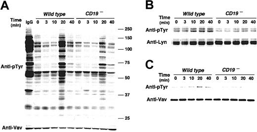 Figure 4. CD19 regulates signal transduction mediated by RP105. (A) Protein tyrosine phosphorylation following RP105 cross-linking. Parental A20 and CD19– A20 cells (4 × 105/lane) were incubated with anti-RP105 Abs for the indicated times. Cell lysates were subjected to SDS-PAGE and transferred onto membranes for antiphosphotyrosine (pTyr) immunoblotting. Molecular weight standards (kDa) are shown on the right. The membrane was reprobed with anti-Vav Abs. (B) Lyn and (C) Vav tyrosine phosphorylation in A20 cells. Parental and CD19– A20 cells (3 × 107/lane) were incubated with anti-RP105 Abs, detergent lysed, and incubated with protein G beads and either anti-Lyn or anti-Vav Abs. Immunoprecipitated proteins were subjected to SDS-PAGE and transferred onto membranes for anti-pTyr immunoblotting. These results are representative of those obtained in 3 independent experiments.