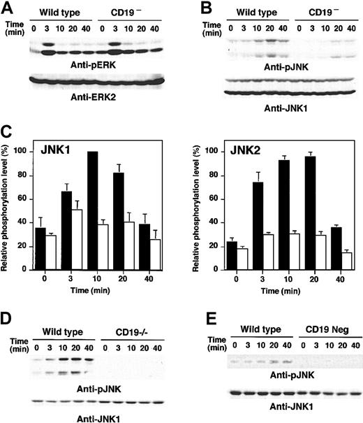 Figure 5. MAPK activation in CD19-deficient cells following anti-RP105 or LPS stimulation. Wild-type and CD19– A20 cells were incubated with anti-RP105 Abs for the indicated times. Cell lysates were subjected to SDS-PAGE and transferred to nitrocellulose membranes for anti-phosphoERK (A) or anti-phosphoJNK (B) immunoblotting. (C) JNK1 (left panel) and JNK2 (right panel) phosphorylation levels were quantified and shown by mean percentages ± SEM with maximum phosphorylation levels in wild-type cells defined as 100%. ▪ indicates wild-type cells; and □, CD19– cells. (D) JNK phosphorylation following anti-RP105 stimulation (5 μg/mL) in spleen B cells from wild-type and CD19–/– mice. (E) JNK phosphorylation following LPS stimulation (10 μg/mL) in wild-type and CD19– A20 cells. These results are representative of those obtained in 3 independent experiments.