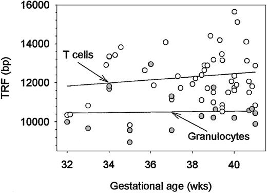 Figure 3. Lengths of telomeric sequences in neonatal granulocytes and CD4+ T cells. Granulocytes and CD4+ T cells were purified from fresh cord blood samples. DNA was isolated, and the lengths of telomeres were determined by hybridization with a telomere repeat-specific probe. Median TRF lengths from each cell population are shown in correlation to the gestational age of the neonate. TRF lengths in granulocytes (filled circles) were stable throughout the third trimester. Although granulocytes and T cells derive from the same hematopoietic precursor cells, telomeric ends in CD4+ T cells (open circles) were elongated by 1500 to 2000 bp.
