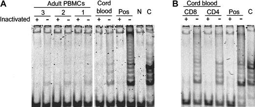 Figure 4. Spontaneous expression of telomerase activity in neonatal T cells. Lymphocytes from adult blood and cord blood were assayed for telomerase activity. Representative results from 3 adults and one cord blood sample are shown (A). CD4+ and CD8+ T cells obtained from cord blood were purified and tested for telomerase activity (B). Telomerase activity was assayed with (+) and without (–) heat inactivation. Results are representative of 8 experiments. A positive (HeLa cells, Pos) and a negative (N) control and an assay control (C) were included in all assays.