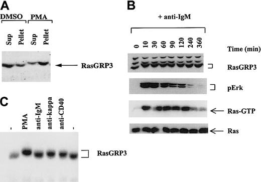 Figure 2. BCR-stimulated Ras activation in Ramos B cells is associated with a shift in the electrophoretic mobility of RasGRP3. (A) Homogenates of Ramos B cells from untreated cells or from cells stimulated with 100 nM PMA for 10 minutes were separated into particulate (Pellet) and soluble (Sup) fractions and assayed for RasGRP3 by immunoblotting. (B) Ramos B cells were stimulated with anti-IgM for various times, and aliquots were assayed for RasGRP3, phospho Erk1/2, Ras-GTP, and total Ras. (C) Total splenocytes isolated from C57BL/6J mice were stimulated with PMA, anti-IgM, anti-kappa, or anti-CD40 for 10 minutes and then assayed for RasGRP3 by immunoblotting. — indicates untreated control.