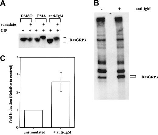 Figure 3. Stimulation-induced phosphorylation of RasGRP3. (A) Lysates from unlabeled Ramos B cells were unstimulated or treated with 100 nM PMA or 10 μg/mL anti-IgM. RasGRP3 was immunoprecipitated before incubation with a protein phosphatase in the absence or presence of the phosphatase inhibitor vanadate. The resultant immune complexes were separated by 7.5% SDS-PAGE followed by immunoblotting. (B) Ramos B cells were metabolically labeled for 4 hours with 32Pi and were either unstimulated or stimulated with 10 μg/mL anti-IgM for the last 10 minutes of incubation. Cells were lysed, and RasGRP3 was immunoprecipitated from postnuclear supernatants. Proteins were separated in 7.5% SDS-PAGE and visualized by autoradiography. (C) Densitometric analysis was used to determine the amount of 32Pi incorporated. The average value obtained with stimulated cells is shown normalized to the control value (n = 3; error bar represents standard deviation of the mean).