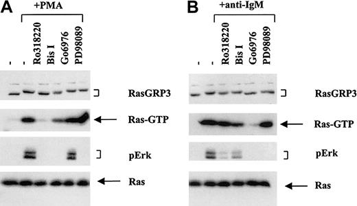 Figure 4. RasGRP3 phosphorylation and Ras-Erk signaling are correlated despite distinct conditions of cell stimulation and PKC inhibition. Ramos B cells were preincubated with various PKC inhibitors for 15 minutes before stimulation with either (A) 100 nM PMA or (B) 10 μg/mL anti-IgM for 10 minutes. Cell lysates were assayed for RasGRP3, Ras-GTP, phospho-Erk1/2, and total Ras. Data are representative of 3 separate experiments. — indicates untreated control.