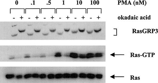 Figure 5. Effect of in vivo phosphatase inhibition on RasGRP3 electrophoretic mobility and Ras activation. Control and okadaic acid–pretreated Ramos B cells were stimulated with the indicated concentrations of PMA and analyzed for RasGRP3, Ras-GTP, and total Ras.