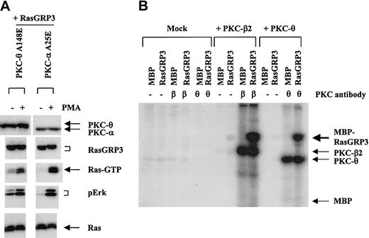 Figure 6. RasGRP3 is positively regulated by PKC-θ and directly phosphorylated by PKC-θ and PKC-β2. (A) HEK-293 cells were cotransfected with 10 μg RasGRP3 and 10 μg constitutively active mutants of PKC-α (A25E) or PKC-θ (A148E). At 24 hours after transfection, cells were stimulated with either 10 nM PMA or DMSO (vehicle control) for 10 minutes. Cell lysates were assayed for PKC-θ, PKC-α, RasGRP3, Ras-GTP, phospho-Erk1/2, and total Ras. (B) Sf9 cells were mock infected or infected with PKC-θ or PKC-β2 expressing baculovirus. Lysates were either immunoprecipitated with anti–PKC-θ, anti–PKC-β, or primary antibody was omitted, as a control. An immunocomplex kinase assay was conducted using either a 43-kDa MBP or a 127-kDa MBP-RasGRP3 fusion protein followed by resolution by SDS-PAGE and autoradiography. The positions of MBP-RasGRP3, autophosphorylated PKC-θ, PKC-β2, and MBP are shown. Autoradiographic exposure was for 20 minutes.