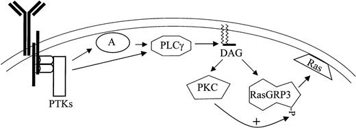 Figure 7. Proposed model for BCR signaling to Ras based on convergent diacylyglycerol signaling through PKC and RasGRP3. BCR ligation activates protein tyrosine kinases such as Btk, Lyn, and Syk (PTK), leading to the phosphorylation of adaptor proteins such as BLNK (A). Phospholipase C-γ2 (PLC) is also tyrosine phosphorylated and is recruited to the membrane by association with adaptors, where it can stimulate hydrolysis of PIP2 (not shown) releasing DAG. DAG messenger recruits and activates RasGRP3 and some forms of PKC; this is followed by regulatory phosphorylation of the former by the latter.