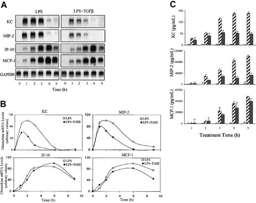 Figure 1. The effect of TGFβ on LPS-induced chemokine mRNA and protein levels. Adherent TG-elicited macrophages (1 × 107 cells/100-mm Petri dish) were stimulated with LPS (10 ng/mL) in the presence or absence of TGFβ (20 ng/mL) for the indicated times. (A) Total RNA was prepared and levels of KC, MIP-2, IP-10, and MCP-1 mRNA were analyzed by Northern hybridization using 20 μg total RNA in each lane. Blots were hybridized with the indicated radiolabeled cDNA probes. Similar results were obtained in 3 separate experiments. (B) The blot in panel A was quantified by phosphorimage analysis. Values presented are in arbitrary units where each chemokine level is normalized to the level of GAPDH mRNA in the same sample. (C) The levels of chemokine protein in the culture medium were analyzed by ELISA. Values are means ± SEM of 3 separate experiments. □ indicates no treatment (UT); ▨, LPS only; and ▪, TGF + LPS.