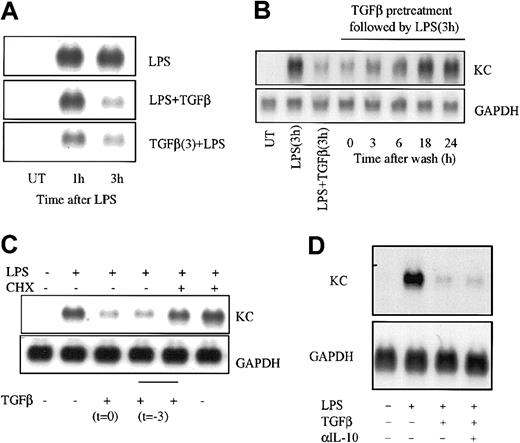 Figure 2. The effect of TGFβ on LPS-induced KC mRNA expression is time- and protein synthesis–dependent. (A) RAW264.7 cells were treated or not with TGFβ (20 ng/mL) for 3 hours before adding LPS (10 ng/mL) and/or TGFβ for a further 1 or 3 hours of incubation. Total RNA was prepared and levels of chemokine mRNA were determined as described in the legend to Figure 1. (B) RAW264.7 cells were cultured in the presence of TGFβ (20 ng/mL) for 3 hours and then washed and placed in culture medium without TGFβ for the indicated times prior to the addition of LPS for 3 hours. KC mRNA levels were determined as above. Controls included no treatment (UT), LPS alone for 3 hours, or LPS and TGFβ at the same time for 3 hours. (C) RAW264.7 cells were treated or not with TGFβ (20 ng/mL) in the presence or absence of CHX (10 μg/mL) for 3 hours. Cultures were washed and fresh medium without TGFβ or CHX was added, and the cells were stimulated with LPS for an additional 3 hours prior to analysis of KC mRNA levels. (D) RAW264.7 cells were treated with LPS (10 ng/mL) alone or with TGFβ (20 ng/mL) for 3 hours in the presence of neutralizing antibody against IL-10 as indicated. Total RNA was prepared and analyzed for KC and GAPDH mRNA levels by Northern hybridization. Similar results were obtained in 3 separate experiments.