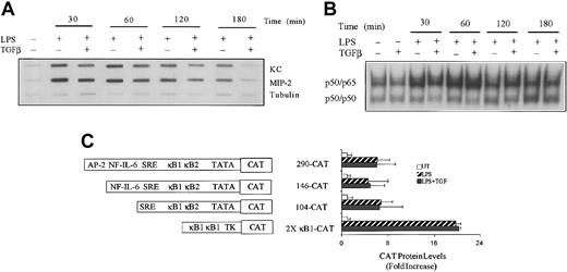 Figure 3. The effect of TGFβ on LPS-induced KC and MIP-2 gene transcription. (A) TG-elicited macrophages were cultured in medium alone or with LPS (10 ng/mL) in the absence or presence of TGFβ (20 ng/mL) for the indicated times. Nuclei were isolated and used for determination of transcription for KC, MIP-2, and tubulin by nuclear run-on analysis as described in “Materials and methods.” (B) RAW264.7 cells were either untreated or treated with LPS (10 ng/mL) in the presence or absence of TGFβ (20 ng/mL) for the times indicated before the preparation of nuclear extracts. Of each nuclear extract, 5 μg was analyzed for NFκB DNA-binding activity by EMSA using radiolabeled oligonucleotides containing the κ B1 sequence from the KC promoter. (C) RAW264.7 cells were transiently transfected with the indicated constructs, and after 24 hours of rest, the cells were either untreated or stimulated with LPS (10 ng/mL) in the presence or absence of TGFβ (20 ng/mL) for 18 hours before the analysis of CAT protein production by ELISA. Different KC promoter fragments linked to CAT are illustrated schematically. Values presented are the means ± SEM of 3 separate experiments. Similar results were obtained in 2 separate experiments.