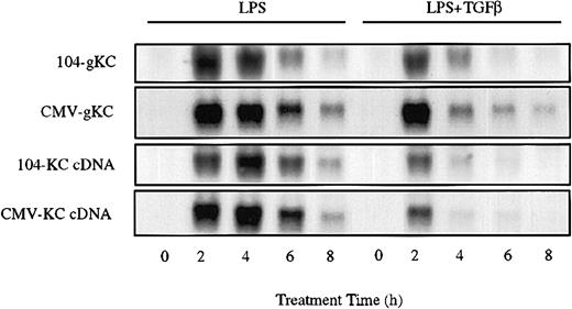 Figure 4. KC mRNA sequence confers sensitivity to TGFβ. RAW264.7 cell lines stably transfected with the indicated genomic or cDNA clones of KC were stimulated with LPS (10 ng/mL) in the presence or absence of TGFβ (20 ng/mL) for the indicated times. Total RNA was prepared and used to determine the levels of transgenic KC mRNA by Northern hybridization. Similar results were obtained in 3 separate experiments.