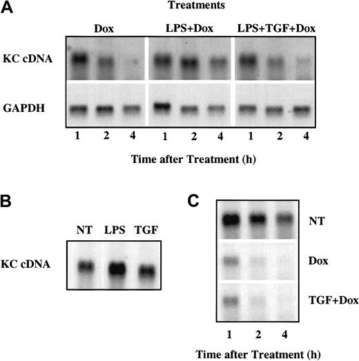 Figure 6. TGFβ inhibits LPS-mediated KC mRNA stabilization in tet-off RAW264.7 cells. (A) tet-off RAW264.7 cells were transiently transfected with pTRE2/KCcDNA and after 3 hours were subcultured into separate dishes for individual treatments. After an additional 18 hours of rest, separate cultures were treated with Dox (100 ng/mL), LPS (10 ng/mL), or TGFβ (20 ng/mL) alone or in combination as indicated for 1, 2, or 4 hours. Total RNA was prepared and KC or GAPDH mRNA levels were determined by northern hybridization. (B) tet-off RAW264.7 cells transfected as above with pTRE2/KCcDNA were untreated (NT) or treated with LPS (10 ng/mL) or TGFβ (20 ng/mL) for 4 hours prior to analysis of KC mRNA levels. (C) tet-off RAW264.7 cells transfected with pTRE2/KCcDNA were untreated or treated with Dox or Dox + TGFβ for 1, 2, or 4 hours prior to analysis of KC mRNA levels by northern hybridization. Similar results were obtained in 2 separate experiments.