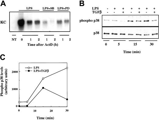 Figure 7. Role of p38 MAPK activity in control of KC mRNA stability. (A) RAW264.7 cells were stimulated with nothing (NT) or LPS (10 ng/mL) for 2 hours prior to the addition of ActD in the presence or absence of SB203580 (2 μM) or PD980589 (50 μM) as indicated. Total RNA was prepared at 0, 1, and 2 hours after ActD treatment and analyzed by Northern hybridization for KC mRNA levels. Similar results were obtained in 2 separate experiments. (B). RAW264.7 cells were treated or not with TGFβ for 3 hours and subsequently stimulated with LPS (10 ng/mL) for the indicated times. Total cell lysates were prepared and analyzed for both phosphorylated p38 and total p38 levels by Western blot. The film was quantified using the NIH IMAGE software package. Similar results were obtained in separate experiments.