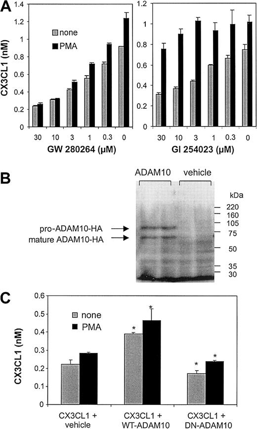 Figure 3. Constitutive CX3CL1 cleavage is enhanced in COS-7 cells overexpressing ADAM10. (A) MP inhibitors differentially restore constitutive and PMA-inducible CX3CL1 shedding in COS-7 cells: COS-7 cells transiently transfected with CX3CL1 were treated with various concentrations of the mixed ADAM10/TACE inhibitor GW280264X or the selective ADAM10 inhibitor GI254023X and subsequently stimulated with 200 ng/mL PMA or left unstimulated. After 1 hour of incubation conditioned media were harvested and the concentration of soluble CX3CL1 was determined by ELISA (mean and SD, n = 3). (B) Overexpression of ADAM10 protein in COS-7 cells. Cells were transiently transfected with bovine HA-tagged ADAM10 or empty vector (vehicle). Subsequently, cells were lysed in SDS sample buffer and analyzed by Western blotting using a specific antiserum against the HA-tag. (C) CX3CL1 cleavage in COS-7 cells overexpressing wild-type (WT) ADAM10 or dominant-negative (DN) ADAM10 (Glu384Ala): COS-7 cells were cotransfected with CX3CL1 and either HA-tagged WT ADAM10, DN ADAM10, or empty vector. After 1 hour of incubation in the presence or absence of 200 ng/mL PMA, the concentration of released CX3CL1 in the conditioned media was determined by ELISA. Results are presented as mean and SD of triplicates performed in one experiment. Compared with the vehicle control, transfection of WT ADAM10 significantly increased CX3CL1 shedding, whereas transfection of DN ADAM10 significantly reduced the cleavage of the chemokine (P < .05 for both effects, indicated by the asterisks). The increase in shedding due to PMA stimulation (determined as difference in shedding between unstimulated and PMA-stimulated cells) was not significantly altered by transfection with either construct (P < .05, not indicated). The results shown in panels A-C are representative for 3 independent experiments.