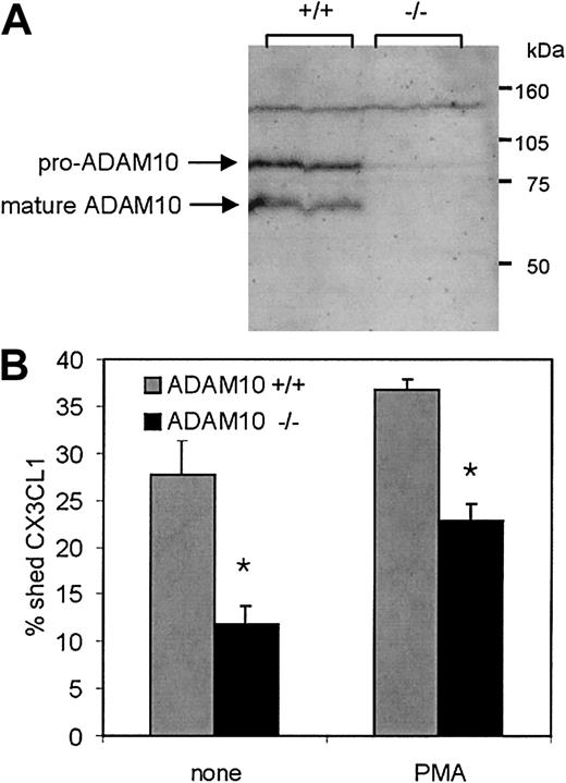 Figure 4. Constitutive CX3CL1 cleavage is reduced in murine embryonic fibroblasts (MEFs) lacking ADAM10. (A) Deficiency of ADAM10 protein in MEFs with targeted disruption of the Adam10 gene: SDS lysates of Adam10+/+ or Adam10–/– MEF cell lines were analyzed for the presence and absence of ADAM10 by Western blotting using an antiserum against murine ADAM10. (B) CX3CL1 shedding in Adam10+/+ and Adam10–/– MEF cell lines: CX3CL1 was transiently transfected into Adam10+/+ or Adam10–/– MEFs. Cells were stimulated with 200 ng/mL PMA for 1 hour, and subsequently conditioned media and cell lysates were analyzed for the presence of soluble and cell-associated CX3CL1, respectively, by ELISA. To take account of variations in the transfection efficiency, for each single transfection data were calculated as the percentage of soluble CX3CL1 released in the medium in relation to the total amount of soluble and cellbound CX3CL1 determined in the medium and the lysate. Results are shown as mean and SD of triplicate transfections of one experiment. In Adam10–/– MEFs, shedding was significantly reduced compared with that observed in Adam10+/+ MEFs (P < .05, indicated by asterisks). The increase in shedding due to PMA stimulation (determined as difference in shedding between unstimulated and PMA-stimulated cells) was similar in both cell lines (P < .05, not indicated). In panels A-C, 1 representative of 3 independent experiments is shown.
