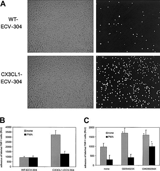 Figure 5. CX3CL1 shedding by PMA down-regulates adhesion of THP-1 cells to ECV-304 cells, and adhesion is restored by MP inhibitors. (A) CX3CL1 mediates adhesion of THP-1 cells: fluorescently labeled THP-1 cells were seeded onto confluent wild-type (WT) or CX3CL1-expressing ECV-304 cells. After 20 minutes of incubation and 2-fold washing, adherent cells were detected by fluorescence microscopy (right panel). The confluence of the ECV-304 cell layer was controlled by phase contrast microscopy (left panel). (B) PMA down-regulates THP-1 cell adhesion: WT and CX3CL1–ECV-304 cells were treated with 200 ng/mL PMA for 1 hour or left untreated. Subsequently, fluorescently labeled cells were added and, after 2-fold washing, adhesion was quantified as relative light units (RLU) of the fluorescence signal emitted from the adherent cells (mean and SD, n = 4). (C) MP inhibitors differentially restore THP-1 cell adhesion: CX3CL1–ECV-304 cells were treated with 3 μM of the mixed ADAM10/TACE inhibitor GW280264X or the selective ADAM10 inhibitor GI254023X and stimulated with 200 ng/mL PMA for 1 hour or left untreated. Fluorescently labeled cells were added and, after 2-fold washing, adhesion was quantified by reading the fluorescence (mean and SD, n = 4). While both inhibitors significantly increased THP-1 cell adhesion to unstimulated CX3CL1–ECV-304 cells, only GW280264X could significantly increase adhesion to the PMA-stimulated cells (P < .05, indicated by asterisk). In panels A-C, 1 representative of 3 independent experiments is shown.