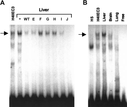 Figure 4. Comparative EMSA analyses of nuclear extracts from H4IIEC3 cells and adult rat liver, brain, lung and dedifferentiated H5 cells, for binding to DNA sequences from –81 to –61 of the rat carboxylase gene 5′-flanking region. Panel A shows cold competitor WT or mutant oligonucleotides (E, F, G, H, I, J) were added in 100-fold molar excess, as indicated above each lane, in EMSAs with adult rat liver nuclear extract. (–) indicates no added competitor. H4IIEC3 nuclear extract without competitor is shown in the left lane, as indicated. The arrow indicates the position of the upper complex referred to in “Results” and “Discussion.” Panel B shows radiolabeled wild-type double-stranded oligonucleotide containing the 12-bp core sequence was used in EMSA analysis with 5 μg total nuclear protein in each sample. The source of nuclear extract is indicated above each lane. The arrow indicates the position of the specific upper complex referred to in “Results” and “Discussion.” Free indicates no added nuclear protein.