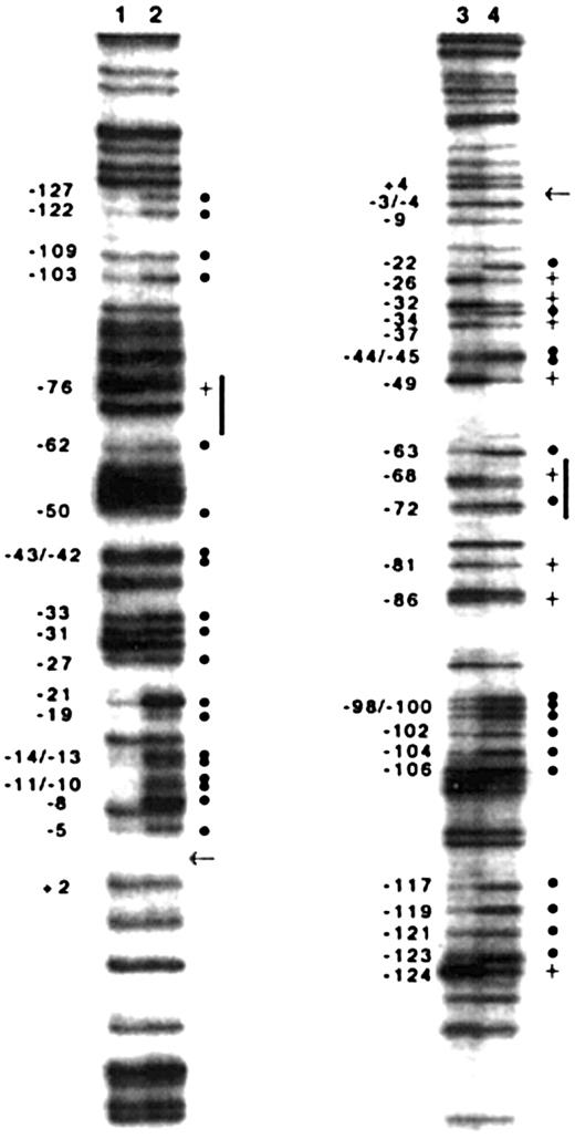 Figure 7. Ligation-mediated PCR-based in vivo genomic DNA footprinting of the vitamin K–dependent carboxylase gene promoter in H4IIEC3 cells. Guanine methylation patterns in the sense strand of the gene (lanes 1 and 2). Guanine methylation patterns of the antisense strand of the gene (lanes 3 and 4). In vivo methylation patterns of genomic DNA (lanes 1 and 3, left side of each pair of lanes) are compared with in vitro methylation patterns (lanes 2 and 4, right side of each pair of lanes). Relative hypomethylation of guanines in vivo is indicated with a solid dot (•). Relative hypermethylation of guanines in vivo is indicated with a plus sign (+). The nucleotide number is indicated on the left of each footprint. The start site of transcription at + 1 is indicated with an arrow. Vertical lines indicate sequences in the region of the 12-bp upstream promoter element.