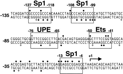 Figure 8. Sequence of the proximal 5′-flanking region of the vitamin K–dependent carboxylase gene. Transcription factor consensus binding sites are boxed and labeled as indicated. UPE indicates upstream promoter element; a solid dot (•), G hypomethylation as indicated in Figure 7; and a plus sign (+), G hypermethylation as indicated in Figure 7. Numbering is relative to the transcription start site at + 1, indicated with an arrow.