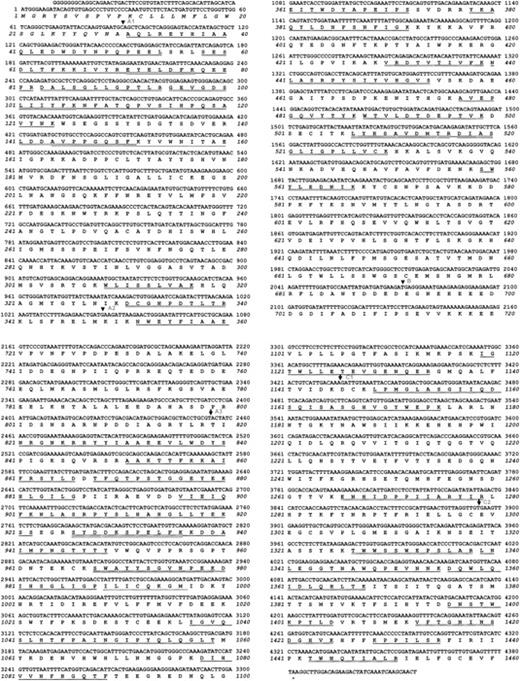 Figure 1. Complete cDNA sequence of pseutarin C nonenzymatic subunit. Sequence was determined using the clone PFV-A9. The sequence of the 5′ and the 3′-untranslated regions was determined by RACE. The deduced amino acid sequence is shown below the nucleotide sequence. The predicted signal peptide is shown in italics. Sequences that were obtained by Edman degradation are underlined; sequences of peptides obtained by Q-TOF are double underlined. The beginning and the end of each domain is marked by an arrow.