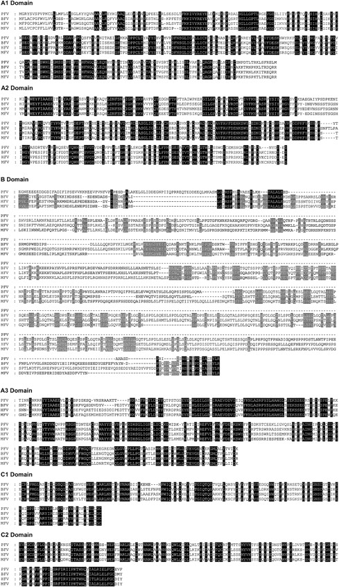 Figure 4. Sequence alignment of pseutarin C nonenzymatic subunit with mammalian FV. The deduced amino acid sequence of pseutarin C nonenzymatic subunit (AY168281) is compared with bovine FV (Q28107), human FV (P12259), and mouse FV (T42764) sequences. Sequence alignment was done using the GeneDoc program. Gaps (–) have been inserted for optimal alignment. Identical amino acid residues are shaded in black. In B domain, amino acid residues identical in all 3 mammalian sequences are shaded in gray.