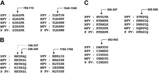 Figure 5. Proteolytic cleavage sites. (A) Thrombin cleavage sites. Of the 3 thrombin cleavage sites, only 2 are present (Arg709 and Arg1545) in pseutarin C nonenzymatic subunit, but they are sufficient to release the activation peptide (B domain). (B) FXa cleavage sites. Although a similar site is found in pseutarin C nonenzymatic subunit, a proteolytic cleavage was observed at Arg346 (dotted arrow) in native pseutarin C. The additional FXa cleavage site on the light chain (Arg1765) is absent in pseutarin C. Numbering of the amino acids is based on human FVa sequence. (C) APC cleavage sites. Two of the 3 APC cleavage sites are absent in pseutarin C. Arrows indicate the site of cleavage in bovine FV (see “Proteolytic regulator of cofactor activity”).