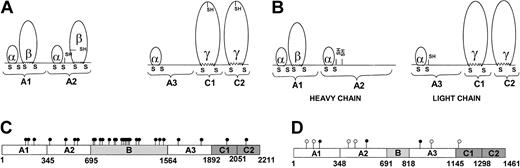 Figure 7. Posttranslational modifications in bovine V and pseutarin C nonenzymatic subunit. The disulphide pattern in bovine FVa (A) and pseutarin C nonenzymatic subunit (B) are shown. The α, β, and γ loops are labeled according to Xue et al.43 Free cysteines are shown as “- SH.” Both bovine FV and pseutarin C nonenzymatic subunit are glycosylated. The potential N-glycosylation sites in bovine FV (C) and pseutarin C nonenzymatic subunit (D) are shown. ○ represents potential novel N-glycosylation sites in pseutarin C nonenzymatic subunit compared with bovine FV; •, potential N-glycosylation sites (C) the conserved potential N-glycosylation sites (D).