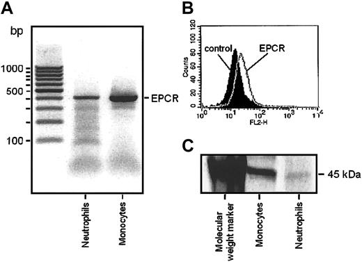 Figure 3. RT-PCR, FACS, and immunoprecipitation analysis of EPCR in neutrophils. (A) EPCR mRNA in neutrophils and monocytes. 1 μg total RNA from each sample was reverse transcribed into cDNA and amplified for the EPCR gene using PCR. EPCR is represented by the 409–base pair product. (B) FACS analysis of anti–EPCR mAb binding to neutrophils. Fluorescence analysis used a FACScan Flow cytometer, and a histogram of PE fluorescence is shown. Cells were either incubated with isotype-matched control IgG (black curve) or anti–EPCR mAb (gray line) and stained with PE-conjugated streptavidin. (C) Synthesis of EPCR in neutrophils. Cells were radiolabeled for 40 minutes, followed by lysis and immunoprecipitation with anti-EPCR antibody RCR-2, SDS-PAGE, and autoradiography.
