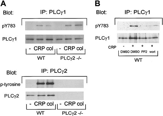 Figure 5. Collagen and CRP stimulate phosphorylation of PLCγ1 on Tyr 783 in murine platelets. (A) Washed platelets were stimulated with 10 μg/mL CRP or collagen for 30 seconds and phosphorylation was measured as described in “Materials and methods.” In brief, proteins were precipitated with anti-PLCγ1 or PLCγ2 antibody, resolved by 8% SDS-PAGE, transferred to PVDF membranes, and immunoblotted with antibodies against phosphotyrosine 783 in PLCγ1, phosphotyrosine, PLCγ1 or PLCγ2. (B) Before stimulation, washed platelets were incubated with DMSO, 20 μM PP2, or 100 nM wortmannin. Immunoprecipitation with anti-PLCγ1 antibody and immunoblotted with antiphosphotyrosine 783 in PLCγ1 or anti-PLCγ1 antibody were performed as described for panel A. The data are representative of at least 2 experiments.
