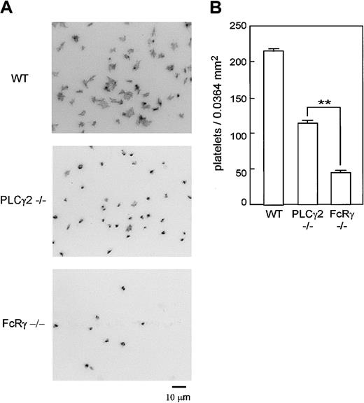Figure 8. PLCγ2–/– platelets showed limited adhesion on collagen under static condition. (A) Washed platelets from wild-type (WT), PLCγ2–/–, and FcR γ-chain–/– were seeded on collagen-coated surfaces for 30 minutes. After unbound platelets were removed, the platelets were fixed, permeabilized, and stained by TRITC-labeled phalloidin for actin fibers and analyzed by fluorescent microscopy. (B) Mean number of adhered platelets ± SEM per 0.0364 mm2 from 14 different images from 2 experiments. **P < .01. Photo images are representative of 14 to 21 different images from 2 experiments.
