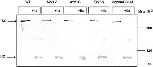 Figure 3. Characterization of the FV variants by Western blot. The recombinant FV variants (1 μg/mL) in conditioned medium were analyzed both before and after 30 minutes of incubation with 2 U/mL thrombin (37°C) on Western blots (6% SDS-PAGE under reducing conditions). FV was detected using a polyclonal antibody (A299). Vectastain Elite ABC kit was used to develop the Western blots.