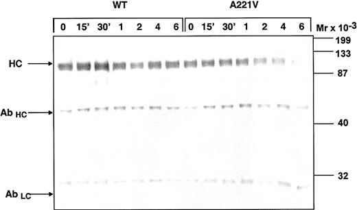 Figure 7. Estimation of the dissociation of the light and heavy chain of the Ala221Val FV variant. The recombinant FV variants (0.5 nM) were activated with thrombin (0.5 U/mL) for 10 minutes and then left on 37°C. Subsamples were then withdrawn at different time points and immunoprecipitated with a biotinylated monoclonal antibody against the light chain (HV-1). For precipitation streptavidin-coated magnetic beads were used. FVa was eluted by boiling and analyzed on 10% SDS-PAGE under reducing conditions. The Western blots were detected with a monoclonal antibody against the heavy chain (AHV 5146). Vectastain Elite ABC kit was used to develop the Western blots. HC denotes the heavy chain of FVa, while AbHC and AbLC denote the heavy and light chain of the HV-1 antibody.