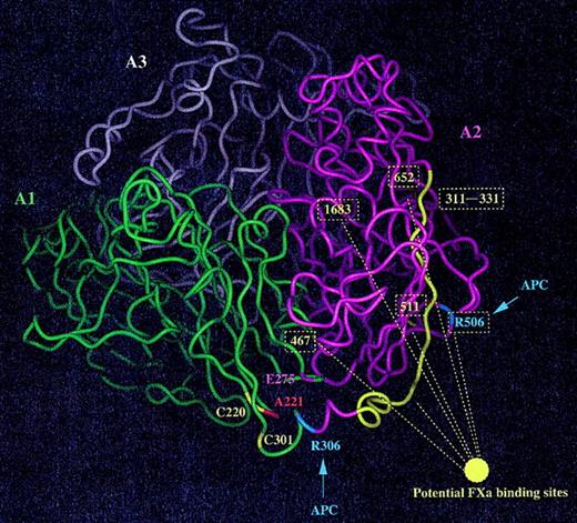 Figure 8. Ribbon diagram of the A domains of factor Va. The 3 A domains of FV are shown (green, A1; magenta, A2; and white, A3) while the 2 cleavage sites for APC visible in this predicted structure are highlighted in blue (Arg306 and Arg505). Ala221 is in red, Glu275 (possibly involved in a salt bridge although the orientation of the side chain is not very well defined) is in magenta, and 2 cysteine residues forming a disulfide bond (Cys220-Cys301) are in yellow. Possible binding sites for FXa are shown in yellow (the ribbon is colored yellow and the residue numbers boxed).