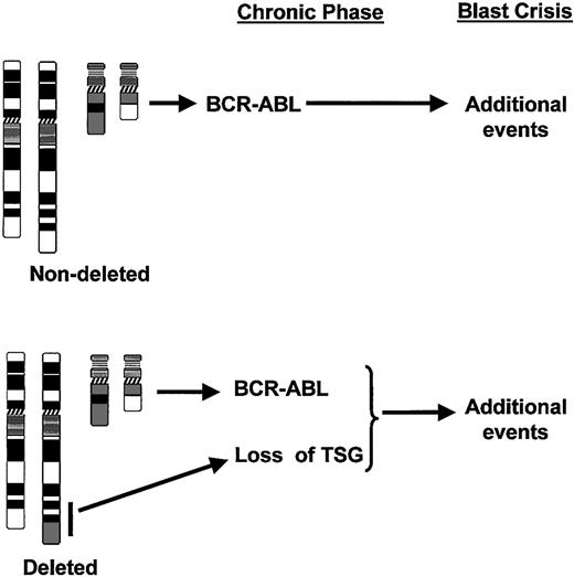 Figure 5. Model for the role of deletions of the derivative chromosome 9 in the progression of CML. In patients without deletions, the BCR-ABL gene rearrangement and resultant expression of BCR-ABL protein initiates the chronic phase of the disease. Blast crisis develops with the accumulation of further mutations. However, in the subset of patients with deletions, the recombination event produces not only the translocation but also a deletion (black bar) with the resultant loss of one or more tumor suppressor genes (TSG) from the derivative chromosome 9. The time to blast crisis is therefore reduced since fewer additional mutations are required.