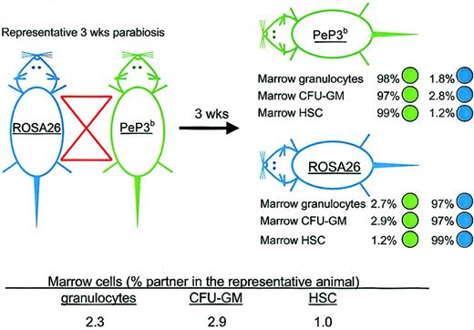 Figure 1. Representative parabiotic study. Outline of the experimental approach and results from a representative study in which ROSA26 and PeP3b parabionts were joined for 3 weeks. After separation, the percentages of marrow granulocytes, CFU-GMs, and HSCs of PeP3b (green) versus ROSA26 (blue) phenotype were assessed in each parabiont. To calculate the percentage of marrow granulocytes and of CFU-GMs and HSCs that were exchanged, data from the parabiotic pair were averaged as shown.