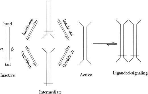 Figure 1. A schematic of inside-out or outside-in integrin activation. Opening of the head or legs/feet opens the other end of the integrin perhaps through an intermediate state(s). The ligand-occupied active integrin causes further conformational changes resulting in clustering and cell signaling. Dotted line depicts the plasma membrane.