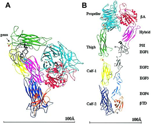 Figure 2. Ribbon diagram of the structure of the unliganded extracellular αVβ3. The protein is bent at a flexible region (the genu, arrow; A). When extended at the genu,16 the structure assumes the more familiar shape seen previously by electron microscopy (B). The 12 domains are labeled. The PSI, EGF1, and EGF2 domains are not visible (indicated in gray); the tracing shown for PSI is approximate and the translated EGF3 and EGF4 domains have been used to show the approximate location of EGF1 and EGF2. The 4 metal ions (orange spheres) at the bottom of the propeller, the metal ion at the genu (orange), and the ADMIDAS ion (magenta) are shown. The dotted line in calf-2 represents the disordered loop containing the proteolytic cleavage site. A short dotted line also connects PSI and the hybrid domains, visible in panel B. The “n” and “c” indicate the amino and carboxyl terminus, respectively. Reprinted from Arnaout et al58 with permission.