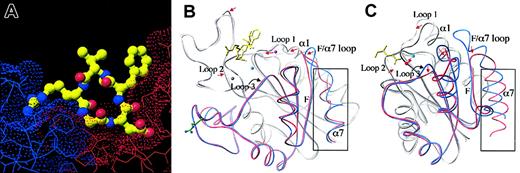 Figure 3. The ligand binding site of αVβ3 and the unliganded and liganded conformations of βA and αA domains. (A) Surface representation of the RGD ligand-binding site in the head section of αVβ3. The ligand arginine-binding pocket is located in the αV propeller (blue) and the aspartic acid–binding pocket in βA (red). The ligand peptide is shown as a ball-and-stick model (carbons are shown in green, amides in blue, and oxygens in red). (B) Superposition of the β3A domain in the unliganded and liganded conformations. Ligand is in yellow. The 3 metal ions present in the liganded form (LIMBS, MIDAS, and ADMIDAS) are shown in gray, cyan, and magenta, respectively. (C) Superposition of CD11b A domain in the “closed” and “open” forms. Ligand is in yellow. The MIDAS cation is in cyan. In both panels B and C, the C-terminal βαβαβα structures are highlighted in color (blue for unliganded and red for liganded), and the remaining parts of the molecules are in gray. The C-terminal α helix (α7) is boxed. In panel B, superpositions are generated for the whole molecule with TOP,59 whereas in panel C, superpositions are based on the central β sheet only.
