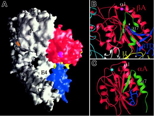 Figure 4. The deadbolt model of inside-out integrin activation. (A) Surface representation of unliganded αVβ3 in which the βTD (blue), hybrid (yellow), and βA (red) domains are colored and the propeller (P), thigh (T), calf-1 and 2 (C1, C2), and EGF4 (E4) are labeled. The cations at ADMIDAS (magenta) and blade 6 (orange) are visible in this view. (B) Ribbon diagram showing the 2 βTD loops (⋆, blue) that contact βA (red) and the hybrid (yellow) domains. The long CD loop of the βTD contacts the top of the activation-sensitive F/α7 of βA (colored in green). The ADMIDAS cation links this loop to the top of the α1 helix in the unliganded state. Parts of the propeller (cyan), hybrid (yellow), and EGF4 (white) are shown. (C) Ribbon diagram of the inactive form of αA from integrin CD11a in complex with the allosteric inhibitor lovastatin (blue) showing the position of this drug in relation to the F/α7 region (colored in green). The MIDAS ion is in cyan. There is no ADMIDAS in this or other known αA domains.
