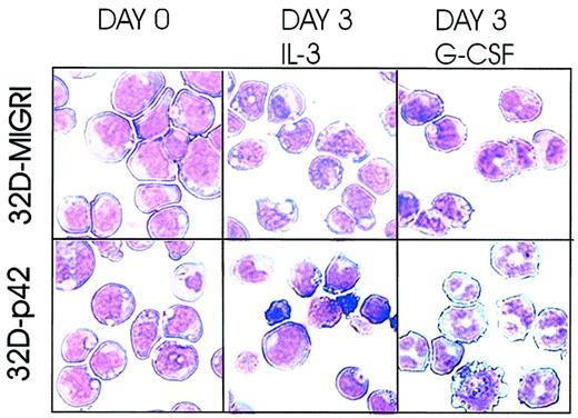 Figure 1. C/EBPα accelerates G-CSF–induced granulocytic differentiation of 32Dcl3 cells. 32Dcl3 cells were retrovirally infected with wild-type C/EBPα (p42) or the empty vector MigR1. Morphology of GFP-positive cells was assessed by May-Grünwald/Giemsa staining of cytospin preparations at day 0 (left panels) and at day 3 (middle and right panels) from liquid cultures supplemented with the indicated cytokines. Representative of 3 different experiments. Original magnification, × 40.