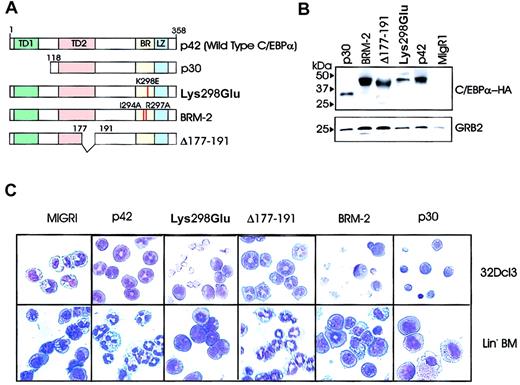 Figure 2. Effects of C/EBPα on 32Dcl3 cells. (A) Schematic diagram of wild-type (p42) and C/EBPα mutants. (B) Levels of ectopic C/EBPα in retrovirally transduced 32Dcl3 cells. Morphology of 32Dcl3 cells (C, upper panels) and lineage-negative bone marrow cells (C, lower panels) retrovirally transduced with either p42, Lys298Glu, Δ 177-191, BRM-2, p30 C/EBPα, or the empty MigR1 vector. Cells were selected for GFP positivity and treated for 3 days with G-CSF (C, upper panels) or cultured for 7 days in a cocktail of cytokines without G-CSF (IL-6, Flt3/Flk2 ligand, SCF, GM-CSF, and IL-3) (C, lower panels). Original magnification, × 40.