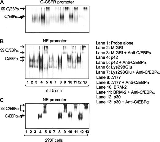 Figure 3. DNA binding ability (EMSA) of p42 and mutant C/EBPα. EMSAs were performed with 32P-labeled oligonucleotides containing the C/EBPα binding site in the G-CSFR and NE promoters and nuclear extracts (10 μg) from 32D-BCR/ABL 6:15 cells retrovirally transduced with either MigR1, p42, and the indicated C/EBPα mutants (A-B) or C/EBPα-transfected 293T cells (C). SS C/EBPα indicates the complex supershifted by the anti-C/EBPα antibody.