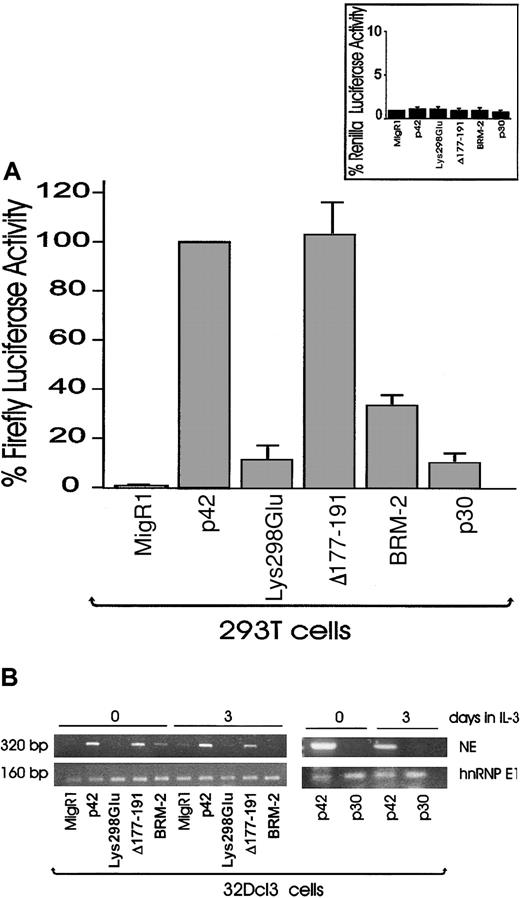 Figure 4. Transactivation potential and induction of NE expression by p42 and mutant C/EPBα. (A) Transactivation potential of p42 and mutant C/EBPα in 293T cells transfected with the indicated expression plasmids and the wild-type or mutant G-CSFR reporter gene. Luciferase activities were measured 24 hours after transfection and graphically represented as the percentage of luciferase activity ± SEM relative to p42 C/EBPα assigned as 100% activity. Representative of 4 different experiments. Inset shows transactivation of the mutant reporter plasmid used as control. (B) Induction of NE expression (by RT-PCR) in GFP-sorted p42- or mutant C/EBPα-expressing 32Dcl3 cells. Total RNA was isolated from cells kept in culture for the indicated time in the presence of IL-3. hnRNP E1 transcripts were detected as a loading control.