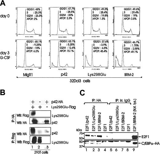 Figure 5. Potential mechanisms of differentiation inhibition by Lys298Glu C/EBPα. (A) DNA content of propidium iodide–stained nuclei of 32Dcl3 cells retrovirally transduced with either p42 C/EBPα, Lys298Glu, BRM-2, or MigR1 alone, selected for GFP positivity (day 0) and incubated in G-CSF (day 3). The apoptotic population is calculated as the percentage of cells with a sub-G1 DNA content. (B) Western blots show heterodimer formation of p42 and Lys298Glu C/EBPα in 293T cells transiently transfected with either HA-tagged p42 C/EBPα, Flag-tagged Lys298Glu, or together as indicated. Lane 1 of upper and lower panel is indicative of C/EBPα and Lys298Glu heterodimers. (C) Western blots show association of E2F-1 with p42 C/EBPα and the Lys298Glu and BRM-2 mutant in 293T cells transiently transfected with HA-tagged p42 or Lys298Glu or BRM-2 C/EBPα with E2F-1 individually or together as indicated.