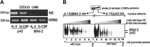 Figure 6. Gene expression and DNA binding by BRM-2 C/EBPα. (A) NE expression in GFP-sorted 32Dcl3 cells ectopically expressing p42 or BRM-2 C/EBPα. Total RNA was isolated from IL-3– or G-CSF–treated (3 days) cells. RT-PCR was performed to detect NE mRNA expression as described in “Materials and methods.” GRB2 levels are shown as a loading control. (B) EMSA of nuclear extracts (10 μg) from 6:15 cells retrovirally transduced with BRM-2 (lanes 1-7) or p42 C/EBPα (lanes 8-14) and the NE probe (wild-type or mutant) in the absence (lanes 1 and 8) or in the presence (lanes 2-6 and 9-13) of a 2- to 50-molar excess of a wild-type NE oligonucleotide used as competitor. In lanes 7 and 14, EMSAs were performed with a 32P-labeled mutant NE oligonucleotide.